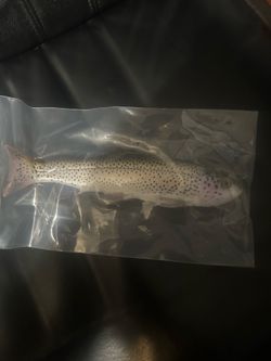 Nate’s bait 9 inch