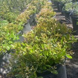 Rafailito Clara 15gallon Bush