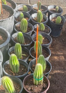 Cactus 🌵 Plans $20 Each Price Firm