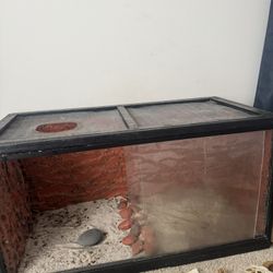 Homemade Beardy Tank