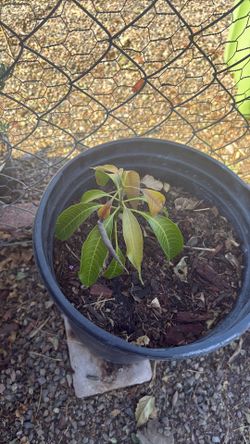 Mango