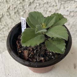3 Inch Pot Succulent Plant- Plectranthus Neochilus - Mike's Fuzzy Wuzzy - Blue Lobster Flower - Rooted & Established - Drought Resistant - 🪴 