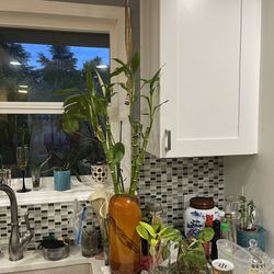 Lucky Bamboo Plants, 24 Inches Tall, $7 Each 