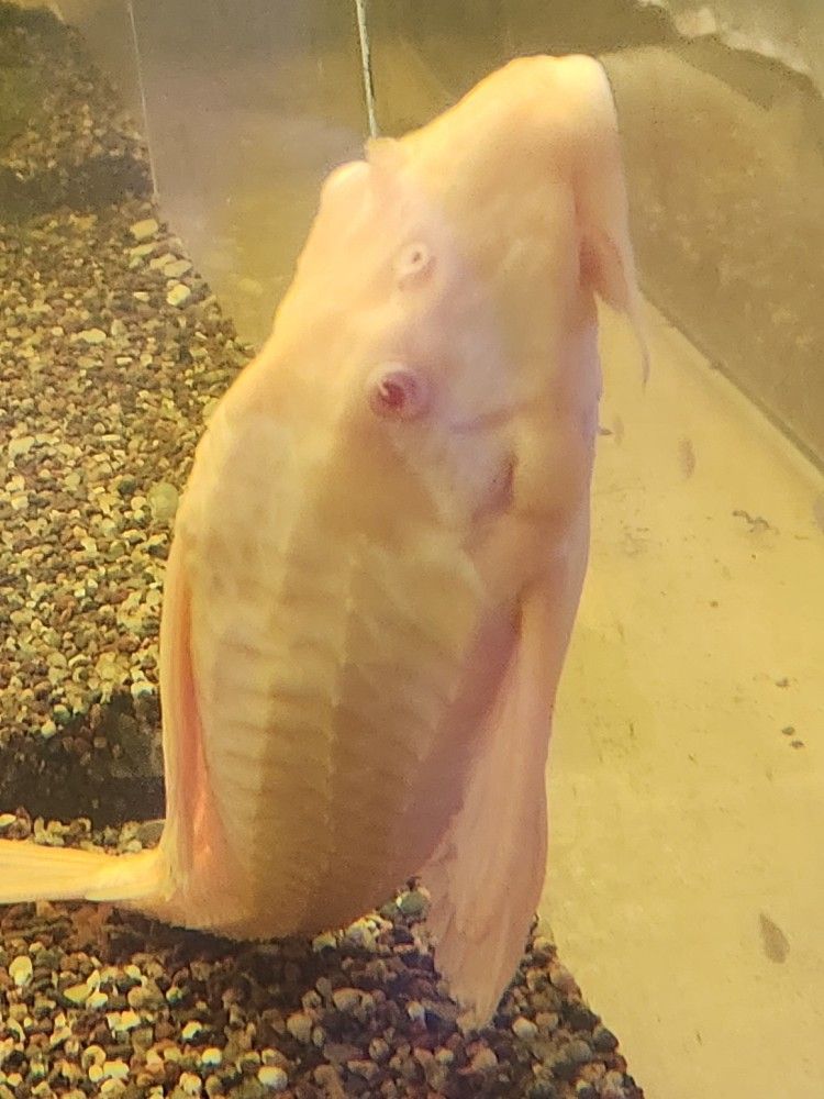 20 Gallon Fish Tanks For Sale