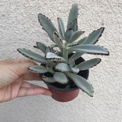 Beautiful Panda Ears Succulent Plant