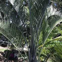 Triangle Palm