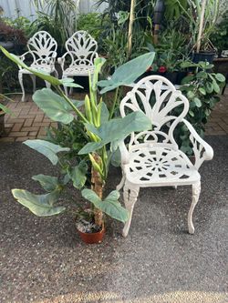 Silver Sword Philedendron 