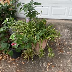 Two Plants IN One‼️