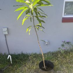 Mango Tree