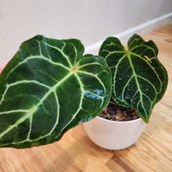 2 Leaf Anthurium Crystallinum