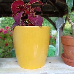 Ceramic Planter/Flower Pot🌻*** Coleus Plant