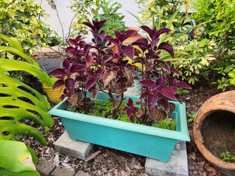 Purple Coleus Plants And Pot.