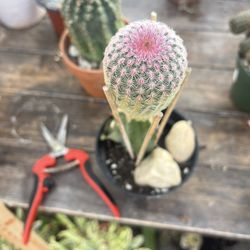 Grafted Rainbow 🌈 Cactus 🌵 
