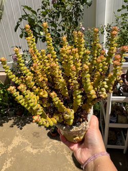 succulents