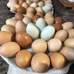 Chicken Eggs 