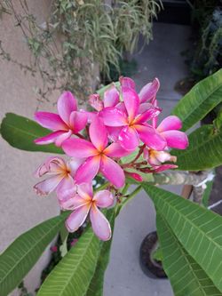 Pink Hawaiian Plumeria Tree $135