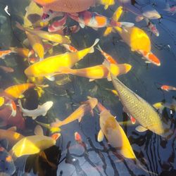 Japanese Koi