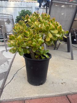 5 gallons Jade Plant in Black Pot