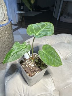 Anthurium Magnificum x Ace of Spades x Dark Forgetii