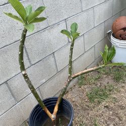 Pink Plumeria