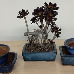Plants planter succulents bonsai