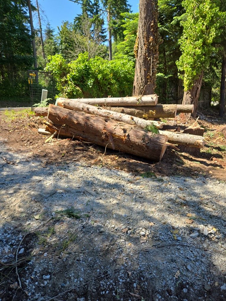Free Firewood Cedar/fir