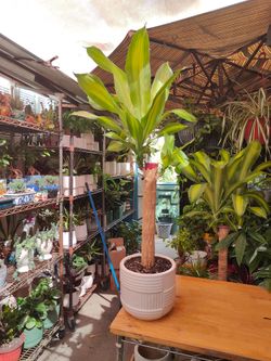 Dracaena Cane Indoor Plant