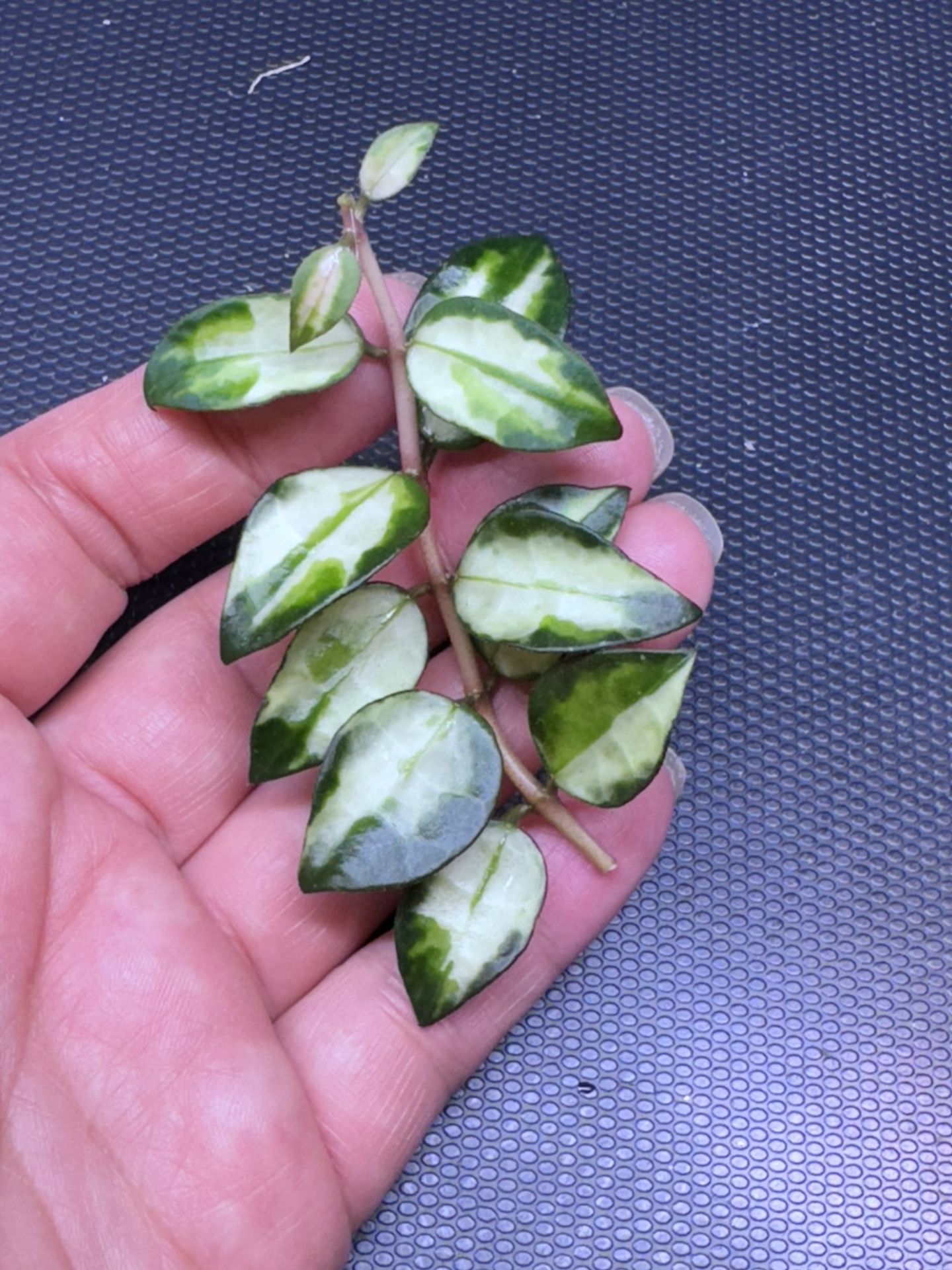 Hoya Lacunosa Tricolor Bruno