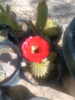 Cactus plant.
