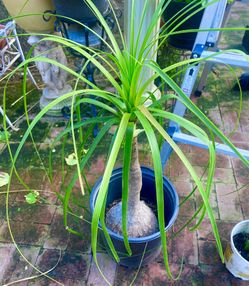 3.5 Ft Pony Tail Palm