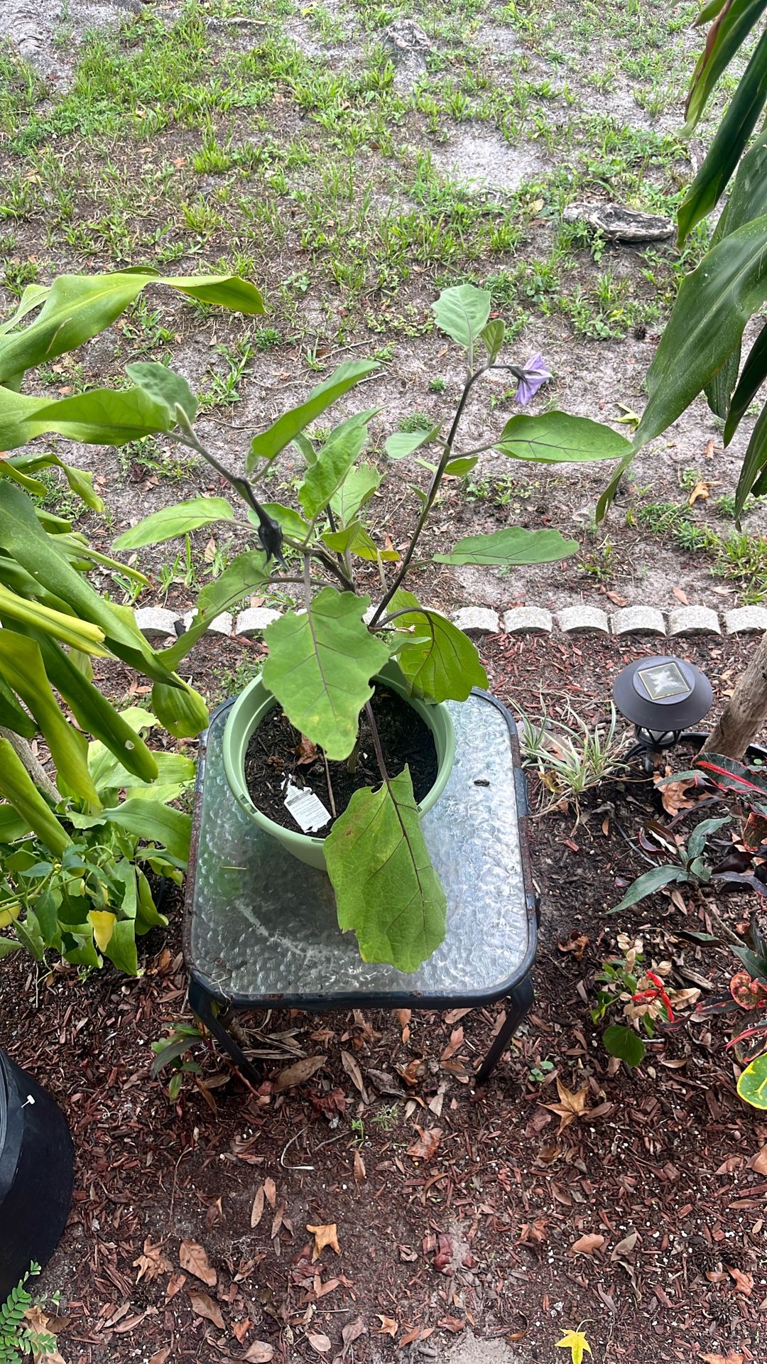 Ichiban Japanese Eggplant Fruit Now