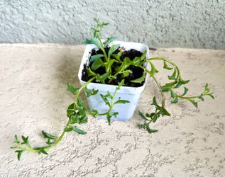 String  of  dolphins 🐬  plant