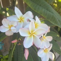 Plumeria Cuttings For Sale Or Trade