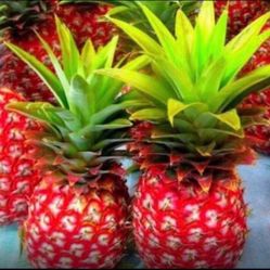 Red Mini Pineapple Fully Grown Plant 2 Gallon