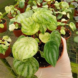 variegated peperomia watermelon plant 4" pot