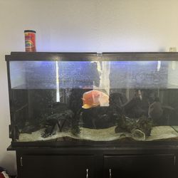65 gallon fish tank
