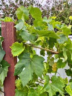 Organic grape leaves, pesticide-free, perfect for dolmas