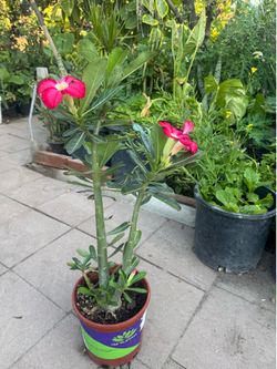 Desert rose blooming