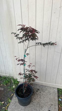 Japanese maple