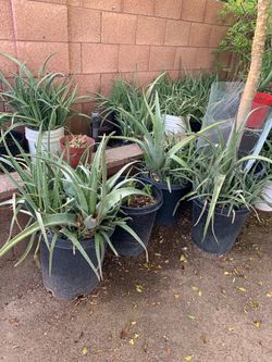 Large Collection Of Aloe Vera Plants For Sale