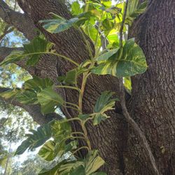 Giant Hawaiian Golden Pothos – Mature Trunk Nodes (Epipremnum aureum) – Large Air‑Rooted Cuttings