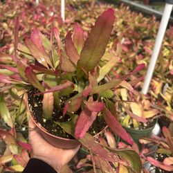 6" kimnachia Pseudorhipsalis ramulosa rhipsalis red mistletoe cactus