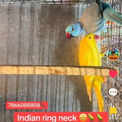 Indian Ring Neck,  Male Blue And Female Yellow 