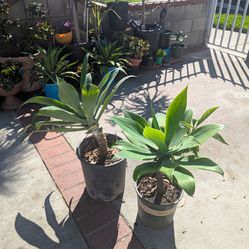 Foxtail agave/agave cola de zorro