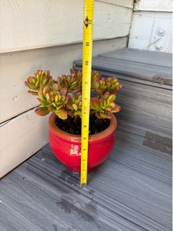 Jade plant in a red ceramic planter