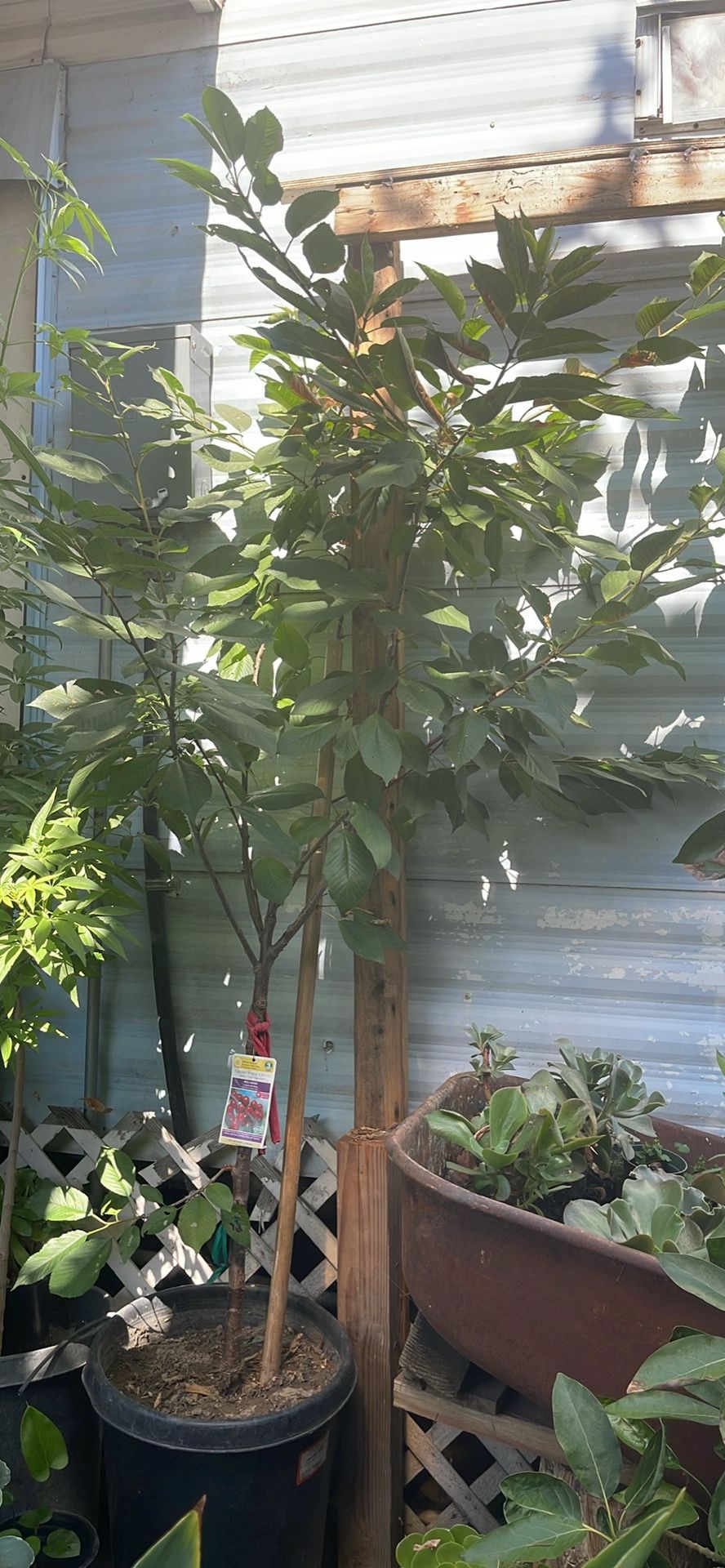 Árbol De Bing Cherry