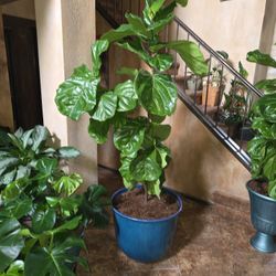 Large Fiddle Leaf Fig Plant In Huge New Pot