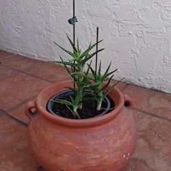 BEAUTIFUL ORNAMENTAL PLANT 🪴 