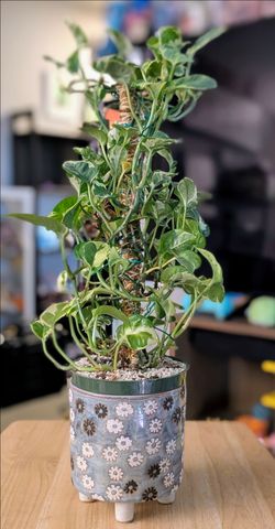 Pearls & Jade Pothos – 6” Decorative Pot – 18” Tall – Moss Pole