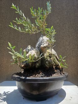 Old European Olive Tree, Bonsai Tree